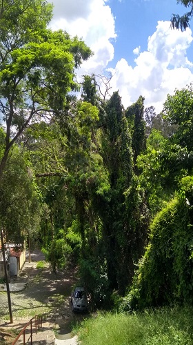 Arvore Jd Tres Marias